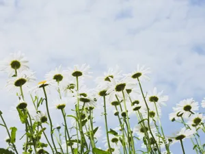 白色花朵 第三辑_6