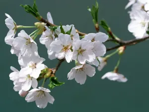 白色花朵 第三辑_16