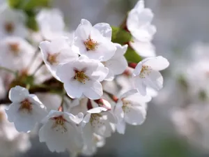 白色花朵 第三辑_17