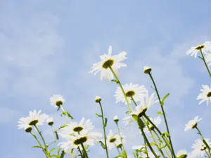 白色花朵 第二辑