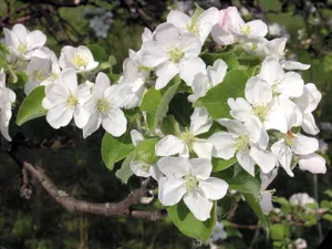 白色花朵 第一辑_11