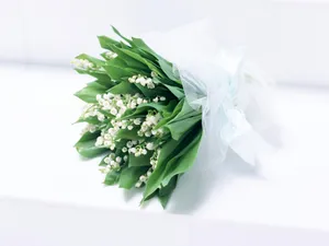 白色花朵 第一辑_19