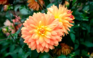 宽屏鲜花特写 第二辑