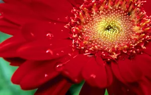 宽屏鲜花特写 第二辑_3