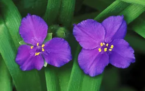 宽屏鲜花特写 第二辑_5