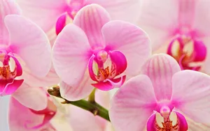 宽屏鲜花特写 第二辑_8