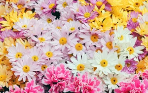 宽屏鲜花特写 第二辑_9