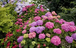 宽屏鲜花特写 第二辑_10