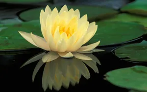 宽屏鲜花特写 第二辑_12
