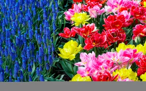 宽屏鲜花特写 第二辑_15