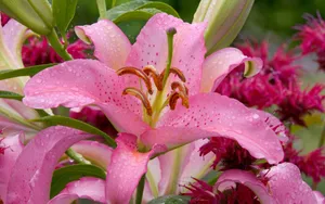 宽屏鲜花特写 第二辑_16