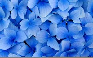 宽屏鲜花特写 第二辑_19