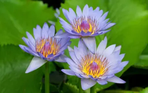 宽屏鲜花特写 第一辑