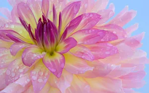 宽屏鲜花特写 第一辑_7