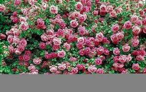 宽屏鲜花特写 第一辑_9