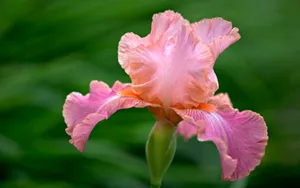 宽屏鲜花特写 第一辑_10