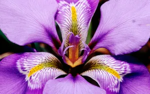 宽屏鲜花特写 第一辑_13