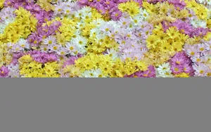 宽屏鲜花特写 第一辑_14