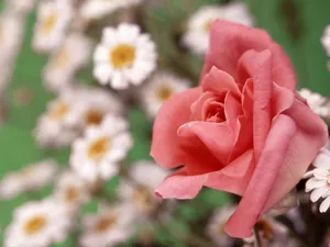 鲜花特写 第八辑_16
