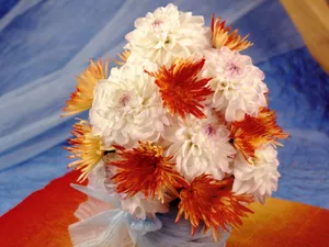 鲜花特写 第七辑_11