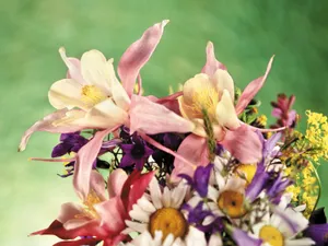 鲜花特写 第七辑_12