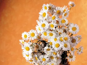 鲜花特写 第六辑_17
