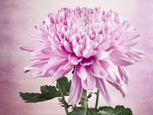 鲜花特写 第四辑_2