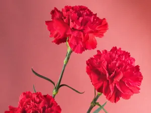 鲜花特写 第四辑_4