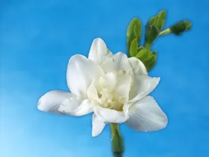 鲜花特写 第四辑_6