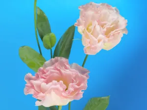 鲜花特写 第四辑_14