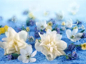 鲜花特写 第三辑_2