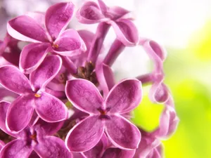 鲜花特写 第三辑_3