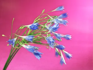 鲜花特写 第三辑_5