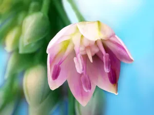 鲜花特写 第三辑_6