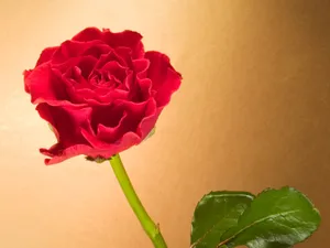鲜花特写 第三辑_7