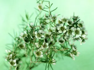 鲜花特写 第三辑_14