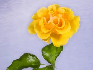 鲜花特写 第三辑_15
