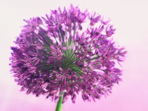 鲜花特写 第三辑_17