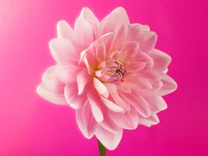 鲜花特写 第三辑_18