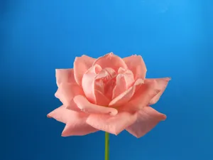 鲜花特写 第三辑_19