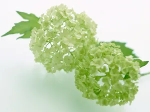 鲜花特写 第20辑_4