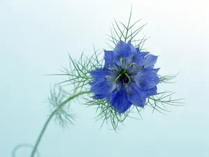 鲜花特写 第19辑_9