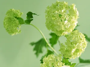 鲜花特写 第19辑_10
