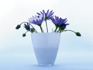 鲜花特写 第17辑_5