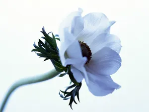 鲜花特写 第17辑_8