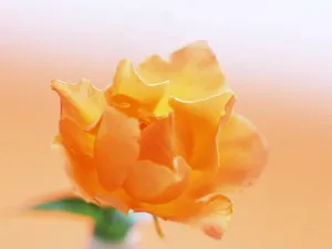 鲜花特写 第17辑_9