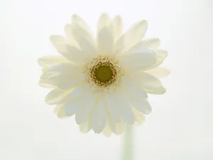 鲜花特写 第17辑_10