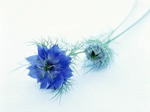 鲜花特写 第17辑_14