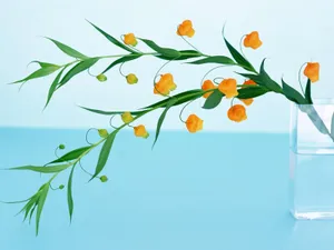 鲜花特写 第17辑_17