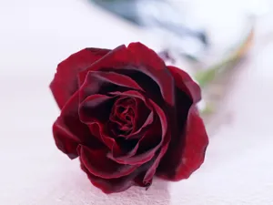 鲜花特写 第17辑_18